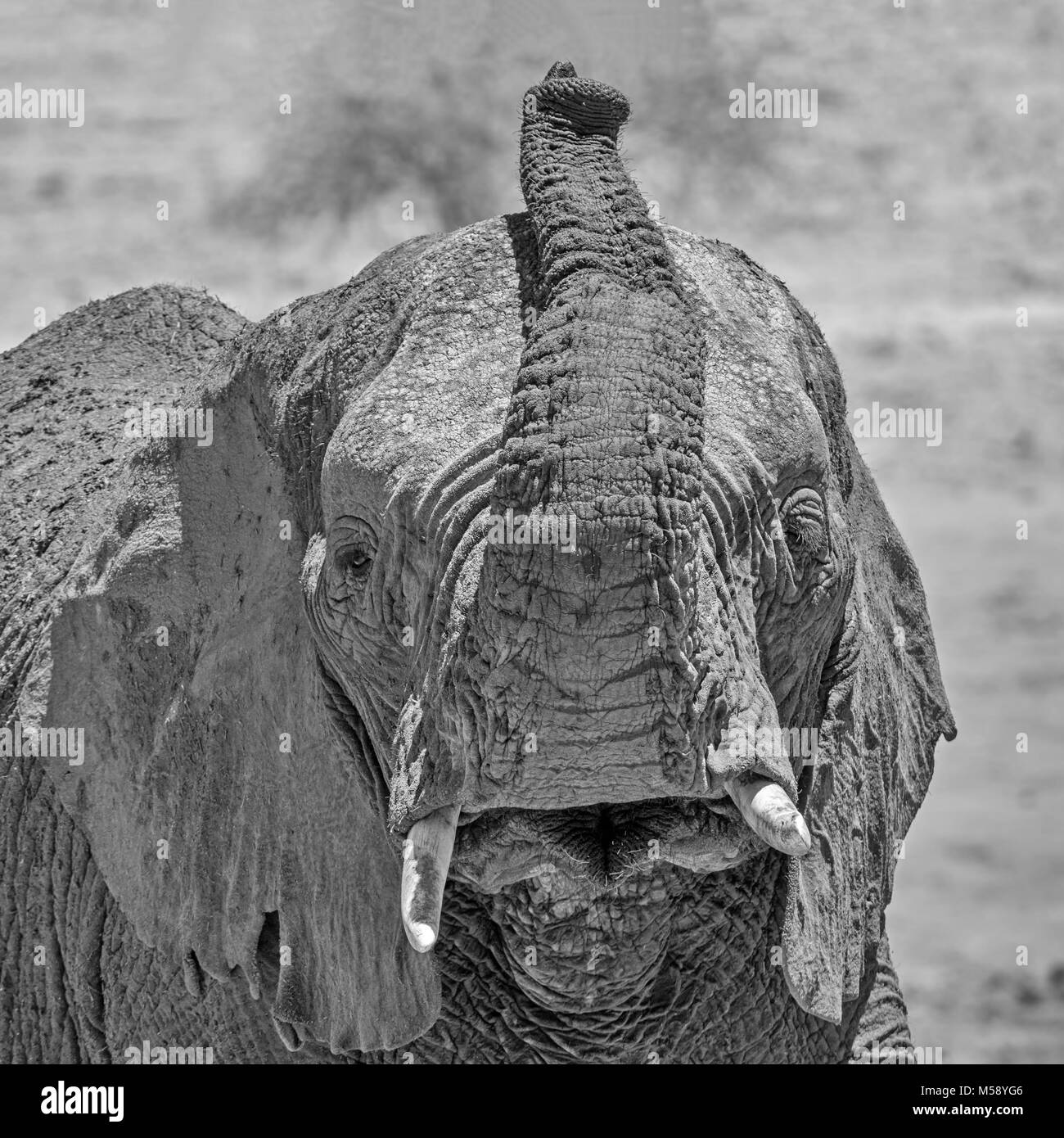 Close-up Detail eines Afrikanischen Elefanten Gesicht Stockfoto