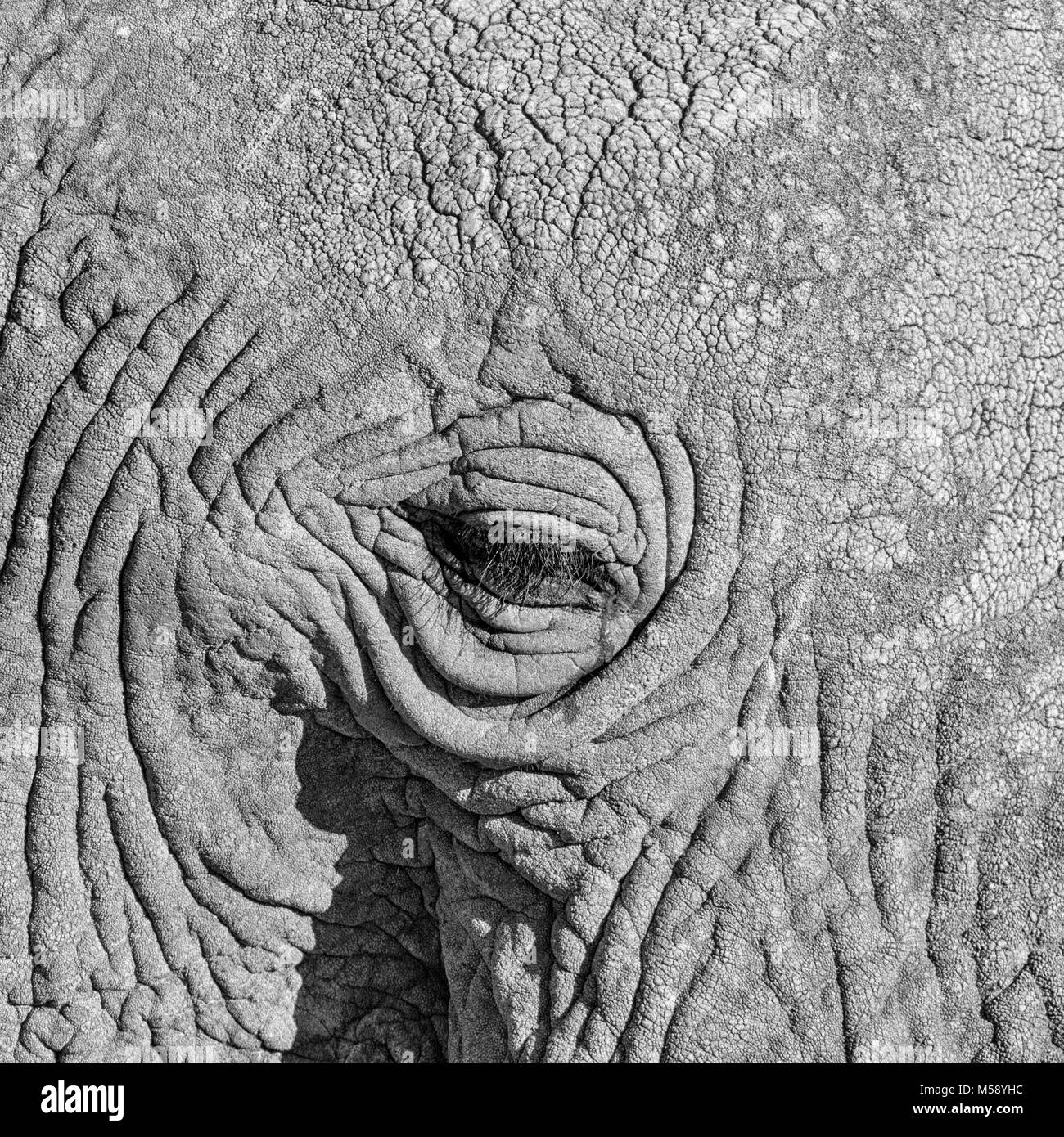 Close-up Detail eines Afrikanischen Elefanten Gesicht Stockfoto