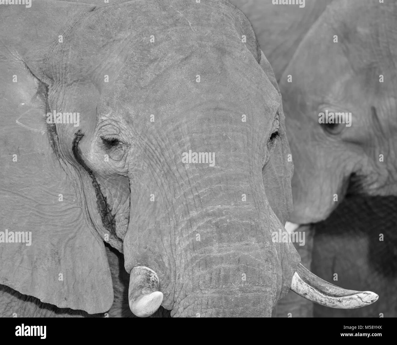 Close-up Detail eines Afrikanischen Elefanten Gesicht Stockfoto