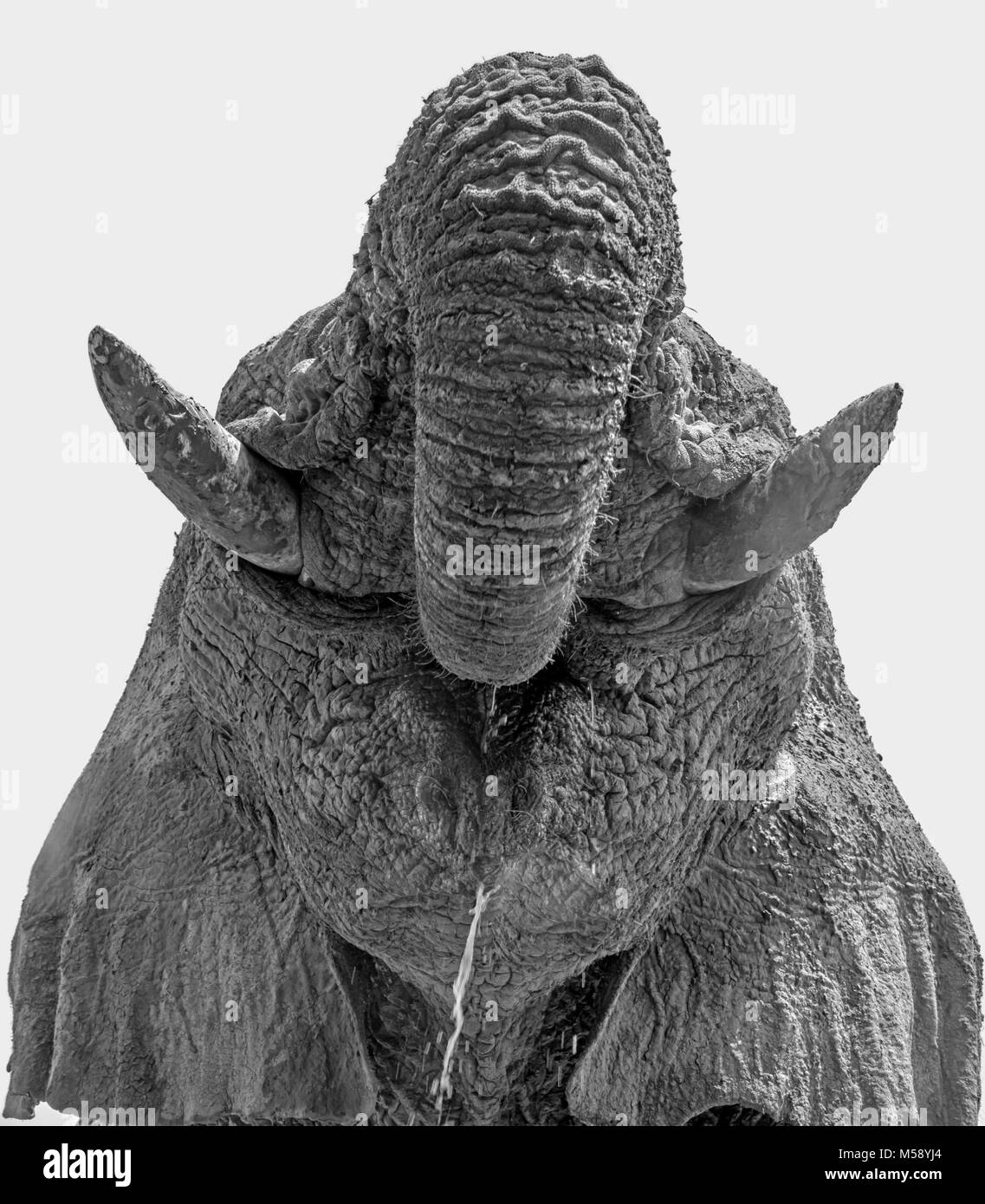 Close-up Detail eines Afrikanischen Elefanten Gesicht Stockfoto