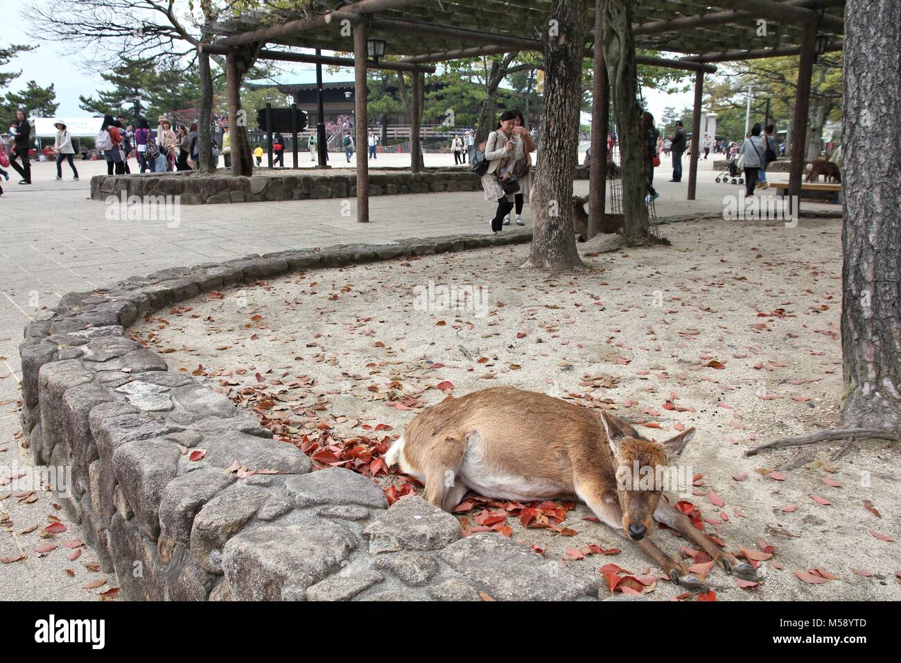 MIYAJIMA, Japan - 21. APRIL 2012: zahme Rehe auf der Insel Miyajima, Japan. Berühmte Insel Schrein ist ein UNESCO-Weltkulturerbe und eine große Tourismus Destin Stockfoto