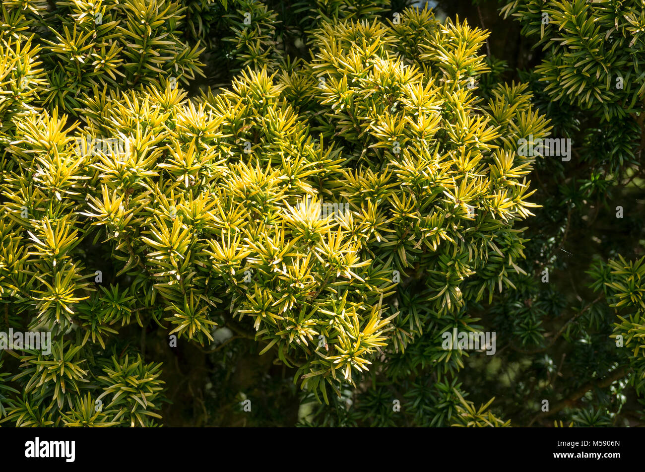 Taxus Whipplei Standishii mit schmalen goldenen Blätter hat die RHS AGM ausgezeichnet. Stockfoto