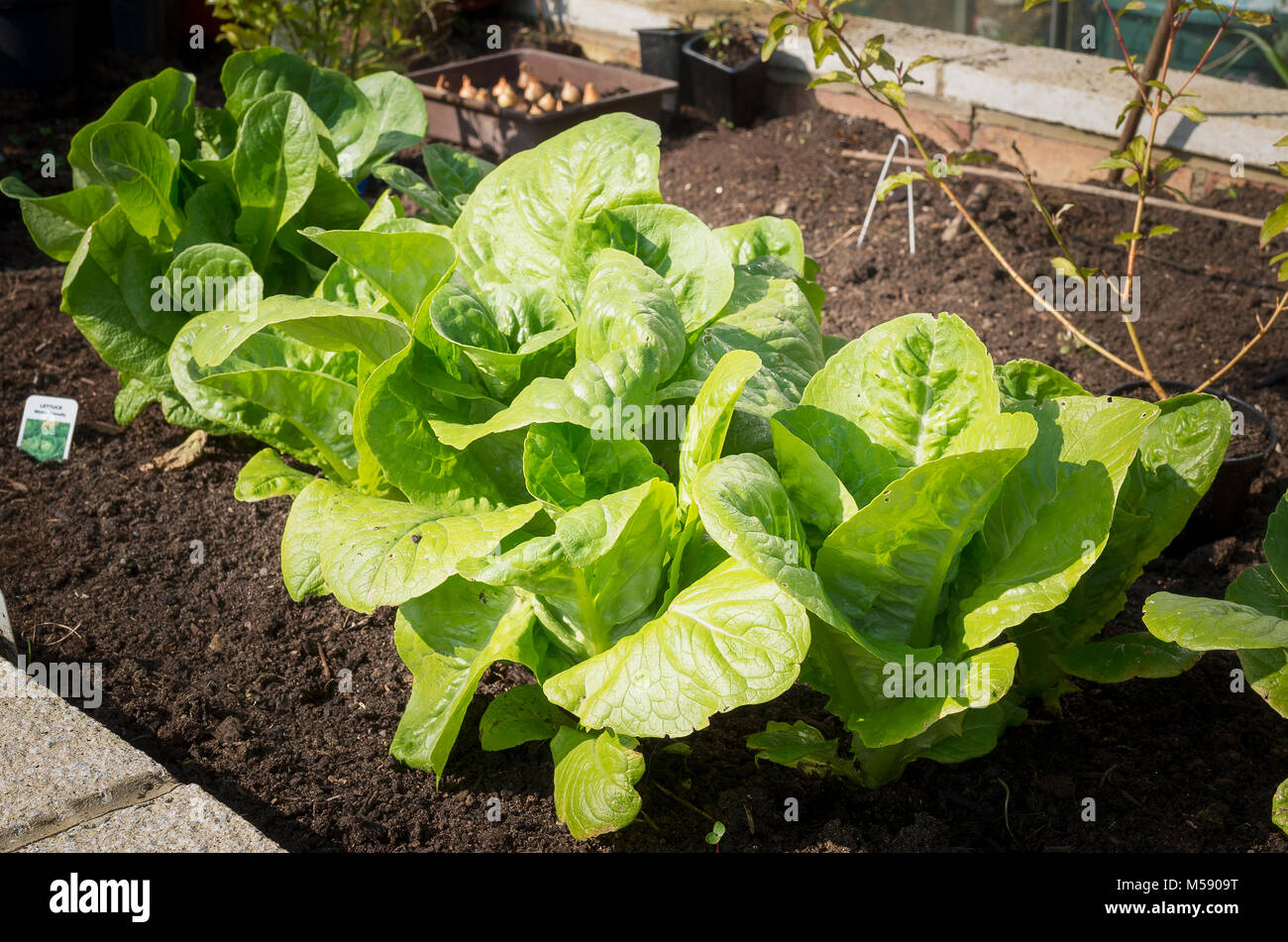 Letzte der Über-wintering Salat Pflanzen Auswahl Winter Dichte im April GROSSBRITANNIEN Stockfoto