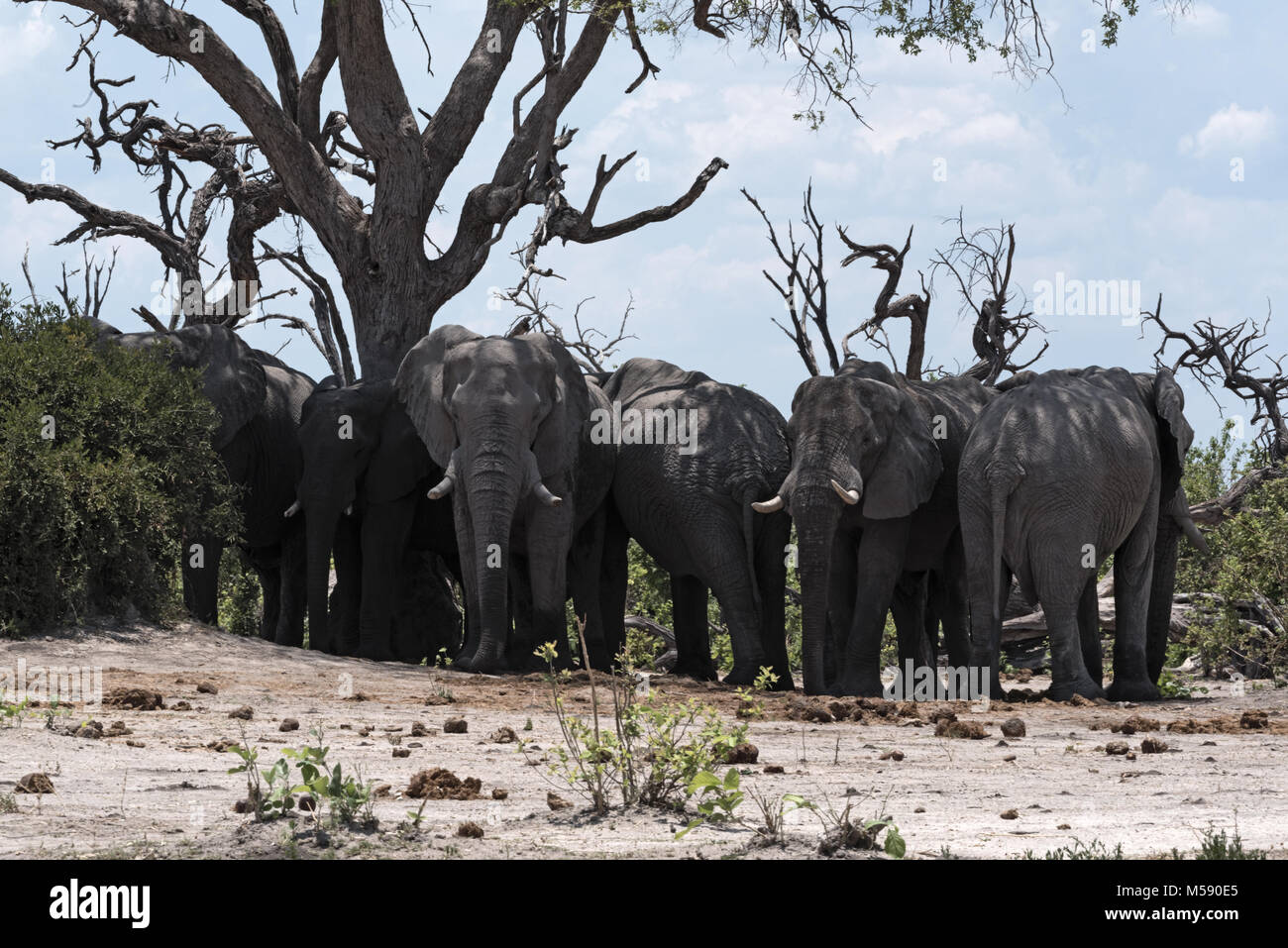 Elefanten Herde unter einem Baum Gruppe in Chobe National Park, Botswana Stockfoto