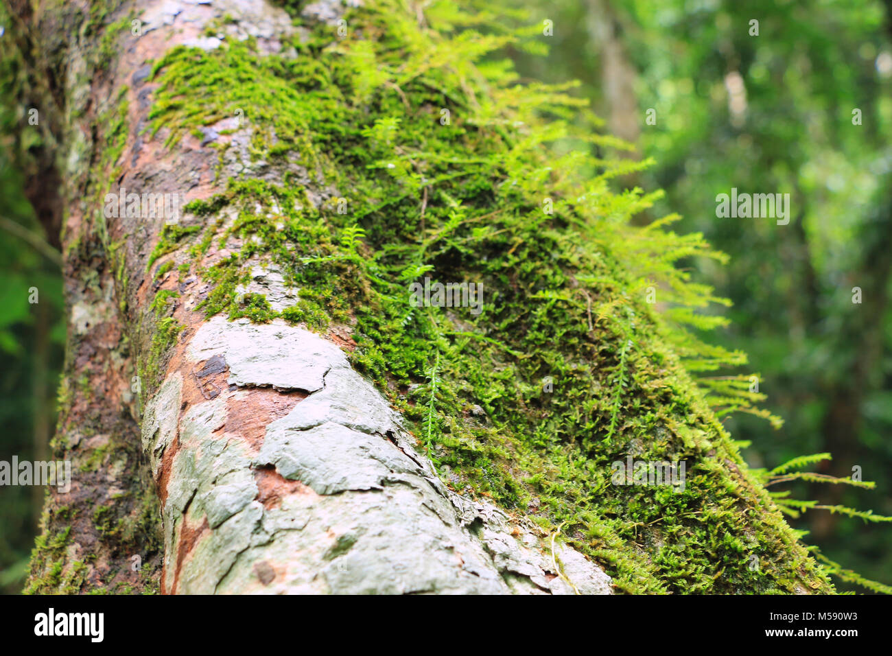 Farn auf dem Felsen im Wald Stockfoto