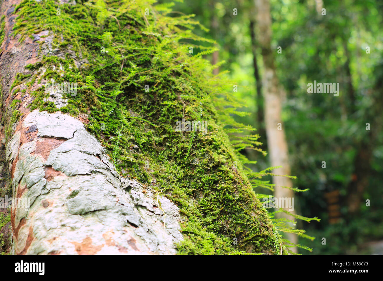 Farn auf dem Felsen im Wald Stockfoto