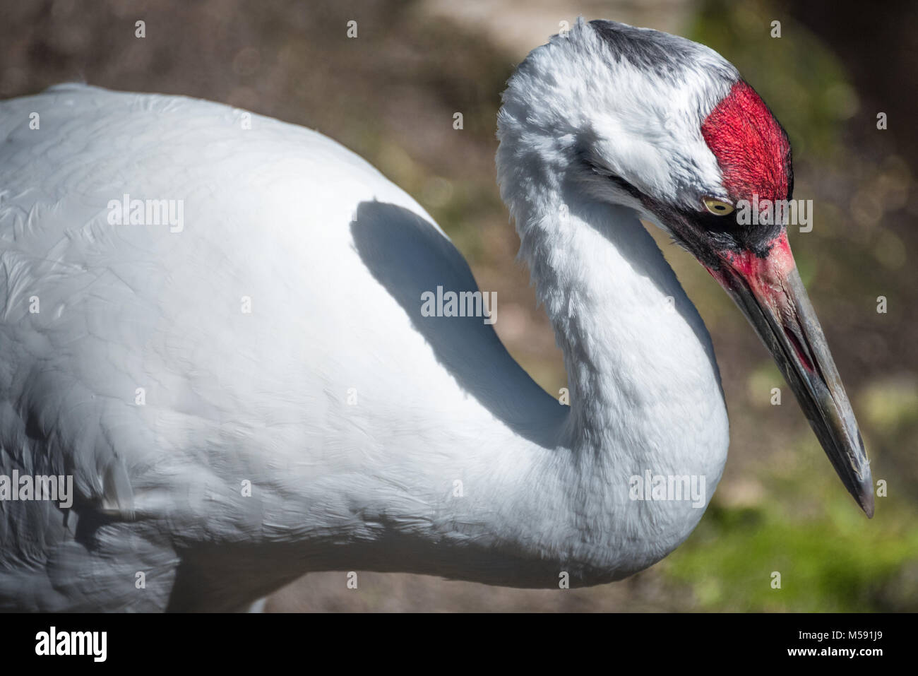 Florida Sandhill Crane (Grus canadensis pratensis) im Homosassa Springs Wildlife State Park an der Florida Gulf Coast. (USA) Stockfoto