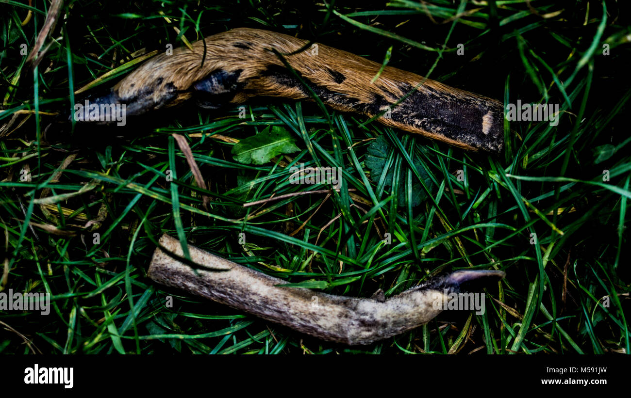 Rehe-HUF Stockfoto