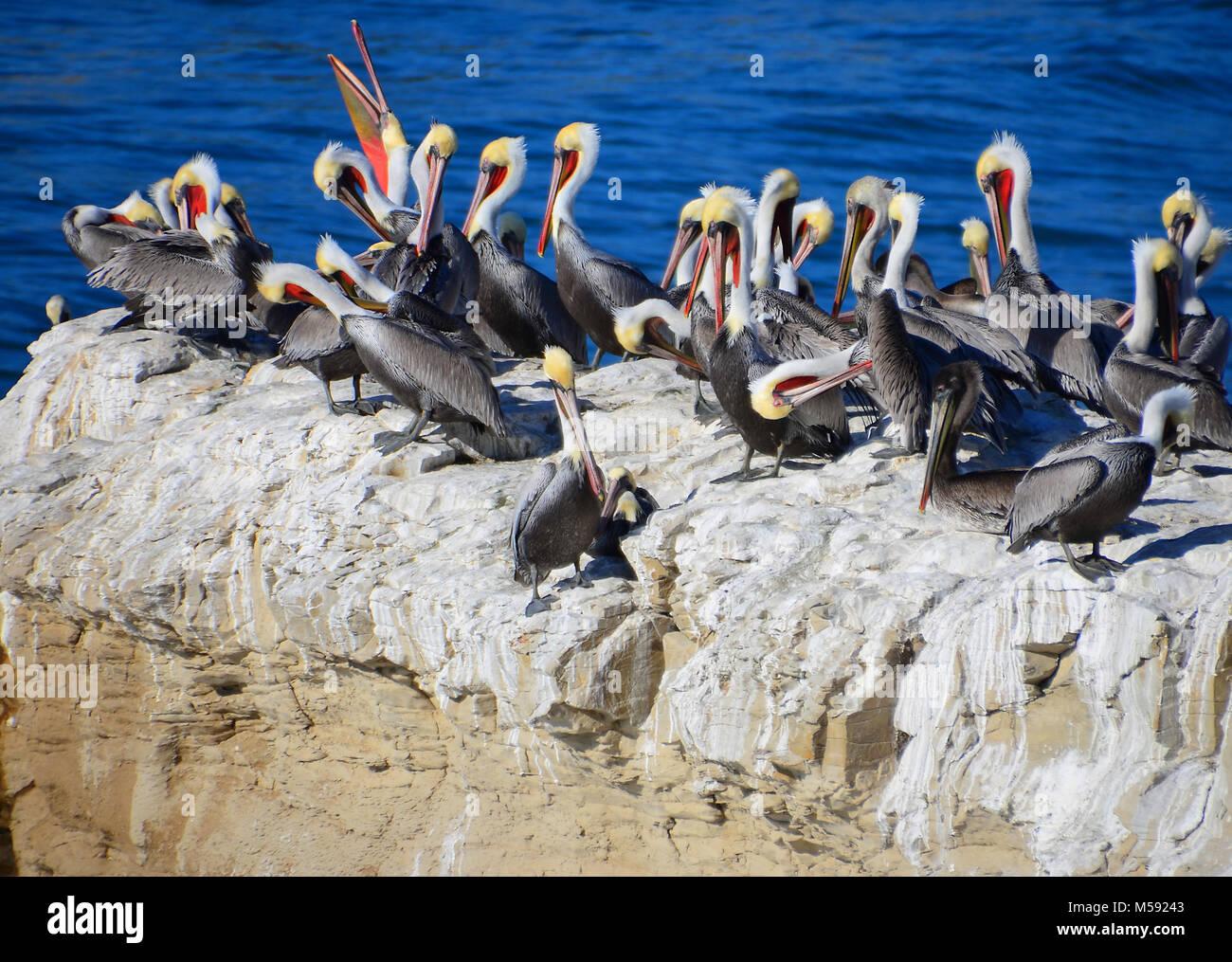 Braune Pelikane auf der Monterey Bucht an der Küste von Kalifornien Stockfoto