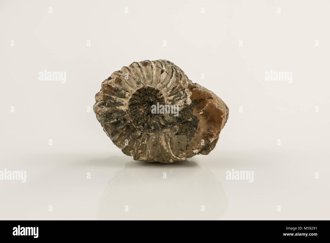 Alte fossile Schnecke und weißem Hintergrund Stockfoto