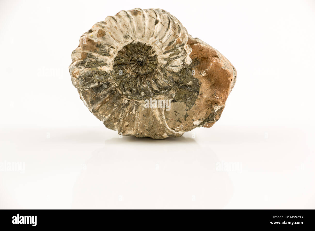 Alte fossile Schnecke und weißem Hintergrund Stockfoto
