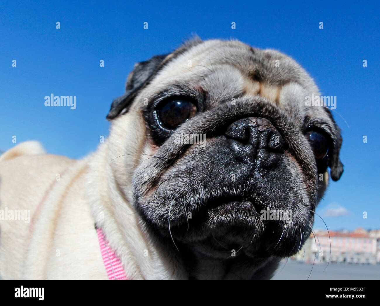 Bild eines süßen Mops mit einem fisheye-Objektiv fotografiert Stockfoto