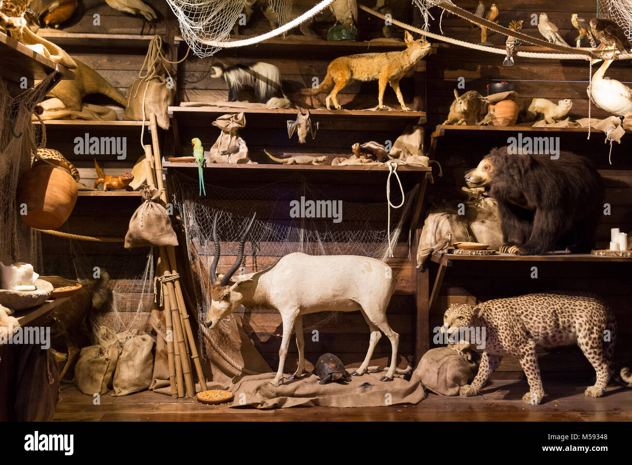 Ausgestopfte Tiere von vorne fotografiert, ein typisch für diejenigen, die Praxis der taxidermy. Es gibt viele Tiere, Füchse antolopi Tiger turtle parro Stockfoto