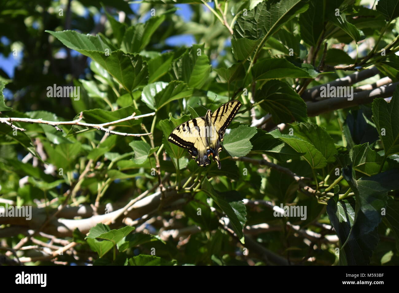 Schönheit in der Unvollkommenheit: Yellow-Tail Schmetterling mit dem, was ein links Fehlende Schwanz zu haben scheint. Stockfoto