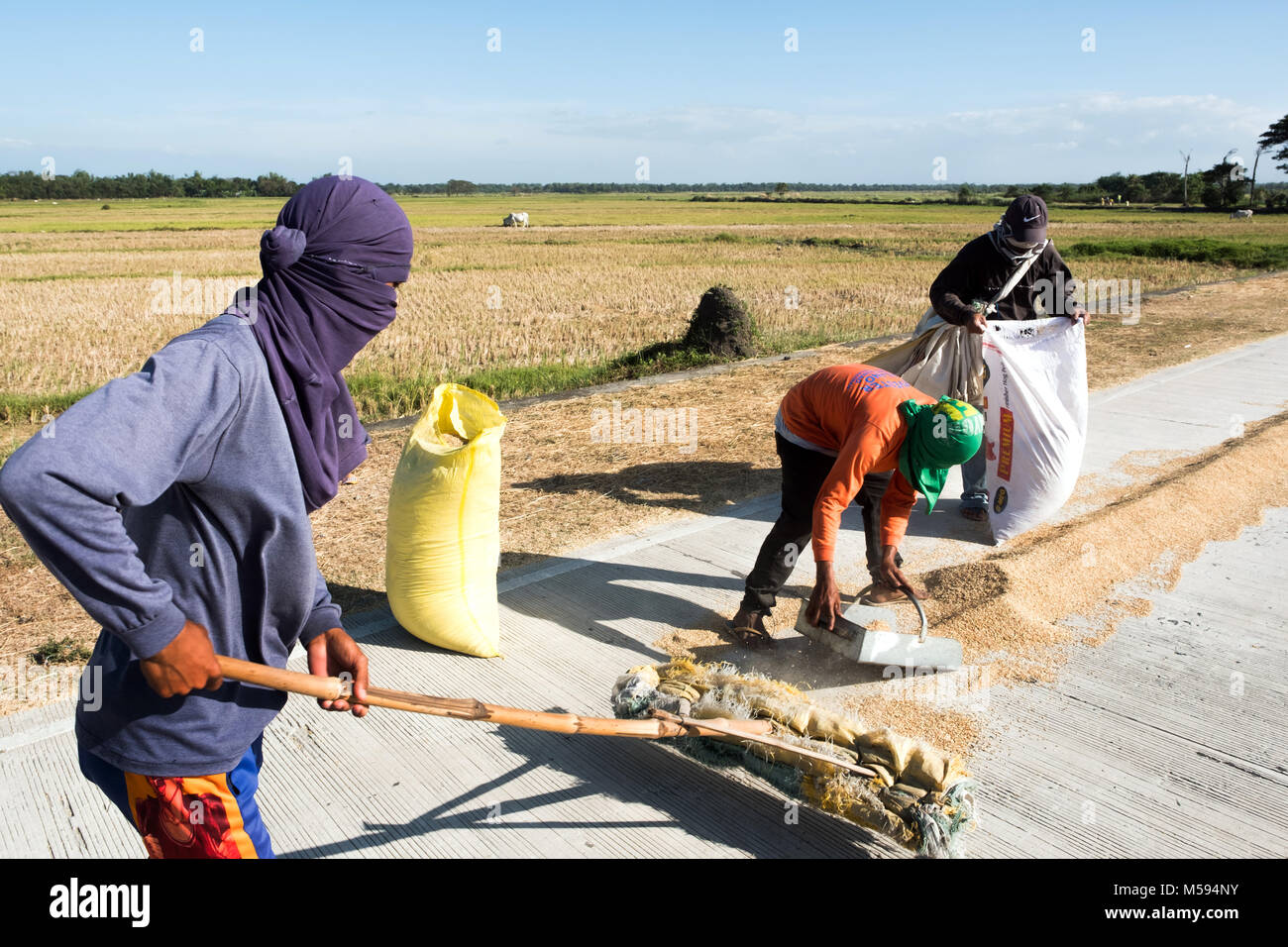 Reis ist auf den Straßenrand zu trocknen und dann gefegt und in Säcke verpackt. Luzon, Philippinen Stockfoto