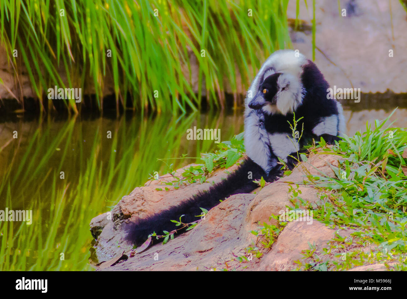 Endemische schwarz-weiße Vari (Varecia variegata subcincta), eine kritisch gefährdeten Arten Vari, desto mehr gefährdet eine von zwei Wh Stockfoto