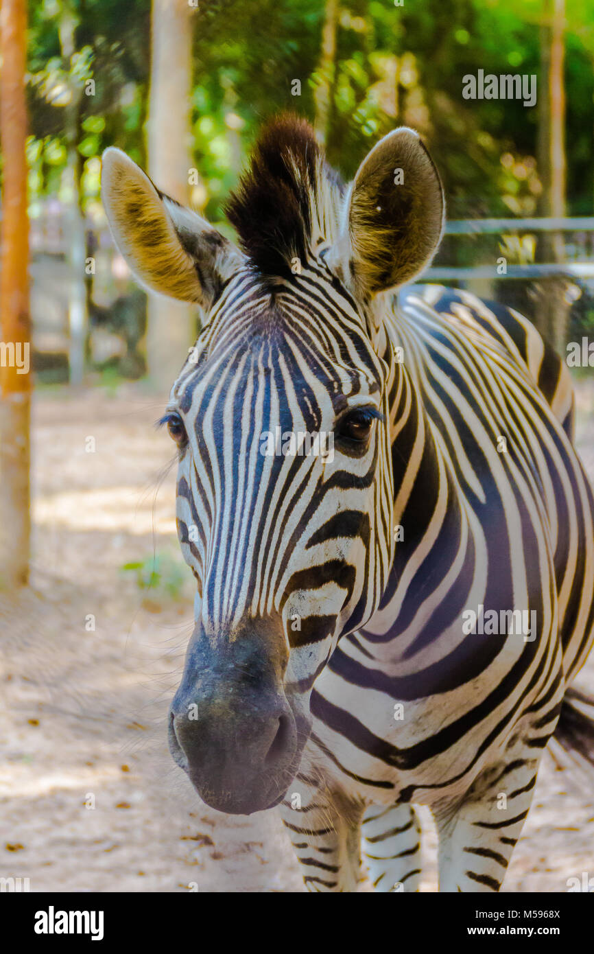 Zebra Tier Säugetier Huftiere ungerade. In der Gattung Pferd (Eguus) klassifiziert und ist in der untergattung Hippotigris (z.b. zebra Tiger) und Dolichohippus. Unterteilt in Stockfoto