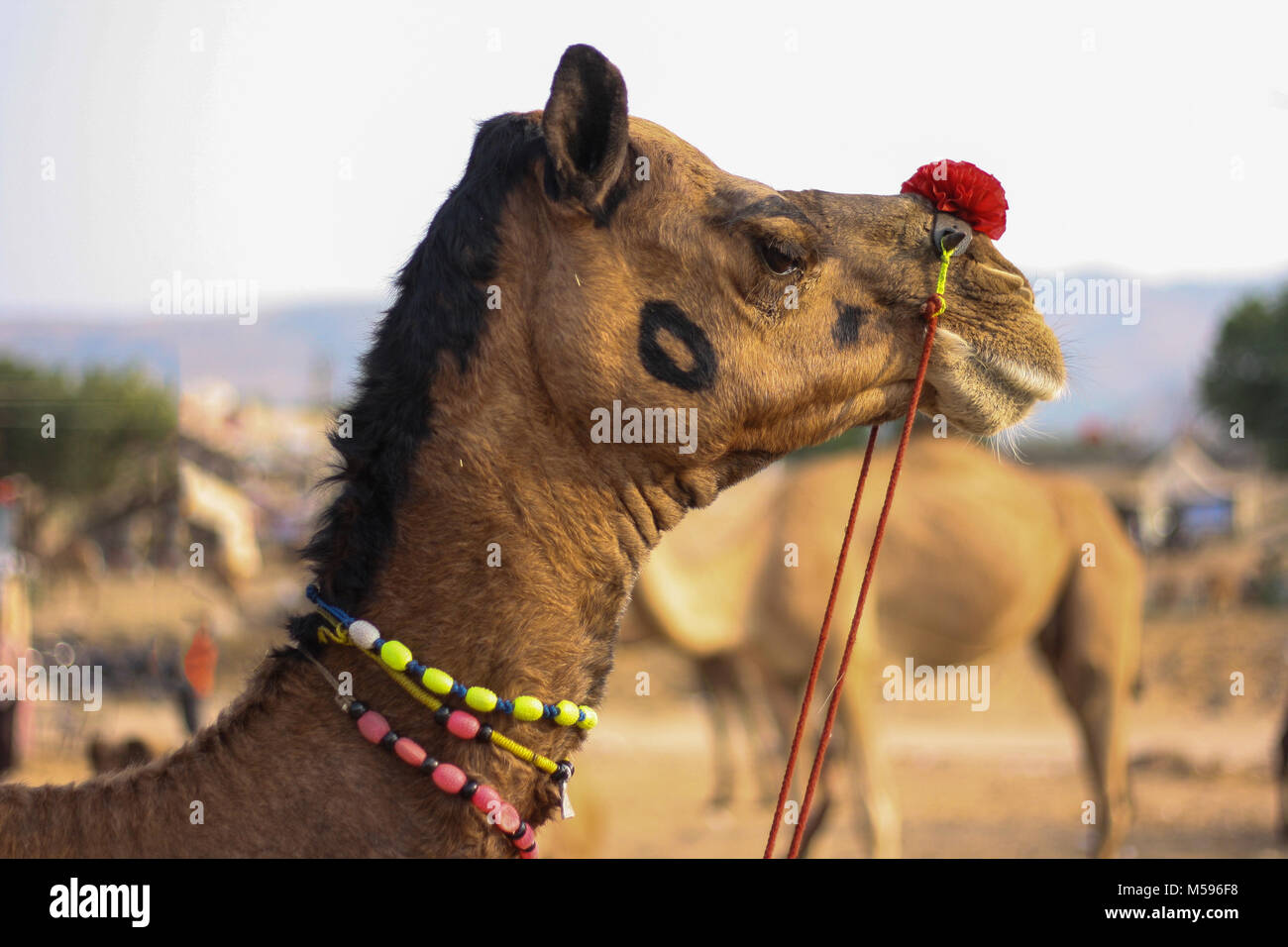 Viehmarkt, Ajmer, Pushkar, Rajasthan, Indien Stockfoto