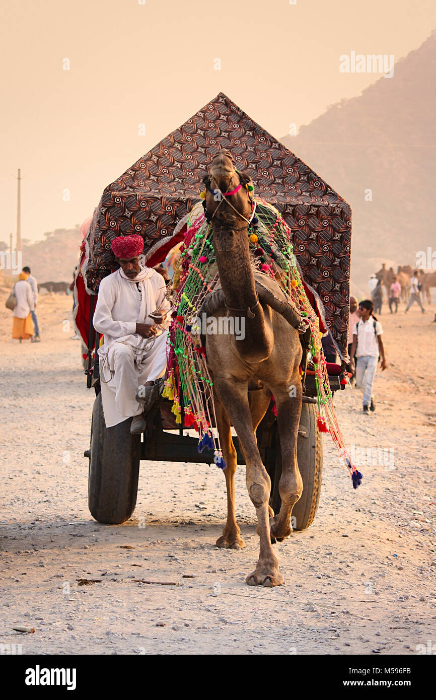 Viehmarkt, Ajmer, Pushkar, Rajasthan, Indien Stockfoto