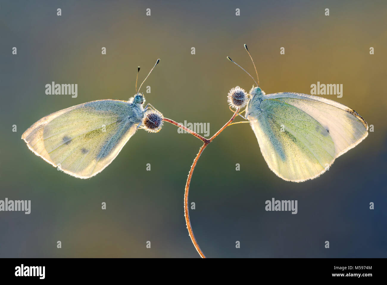Pieris brassicae Großen Weißen Stockfoto