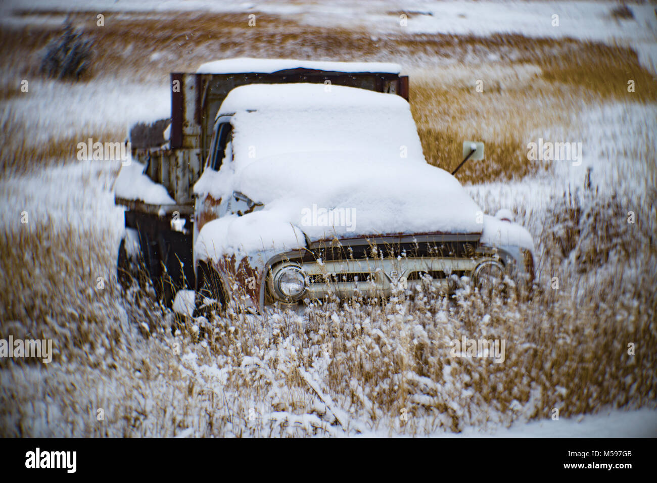 1953 Ford Dump Truck, in einem Feld mit Schnee bedeckt, in Philipsburg, Montana Stockfoto