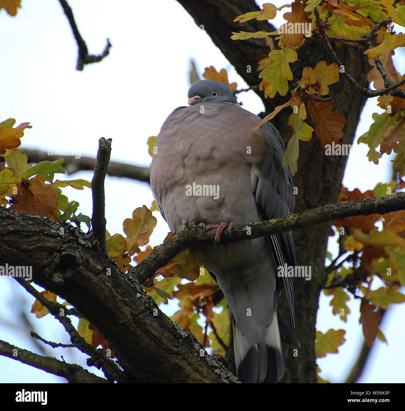 Gemeinsame Woodpigeon, Großbritannien Stockfoto