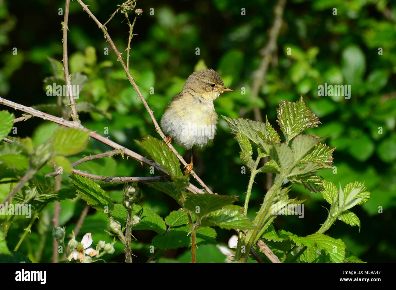 Fitis thront auf Niederlassung in UK Sunshine Stockfoto