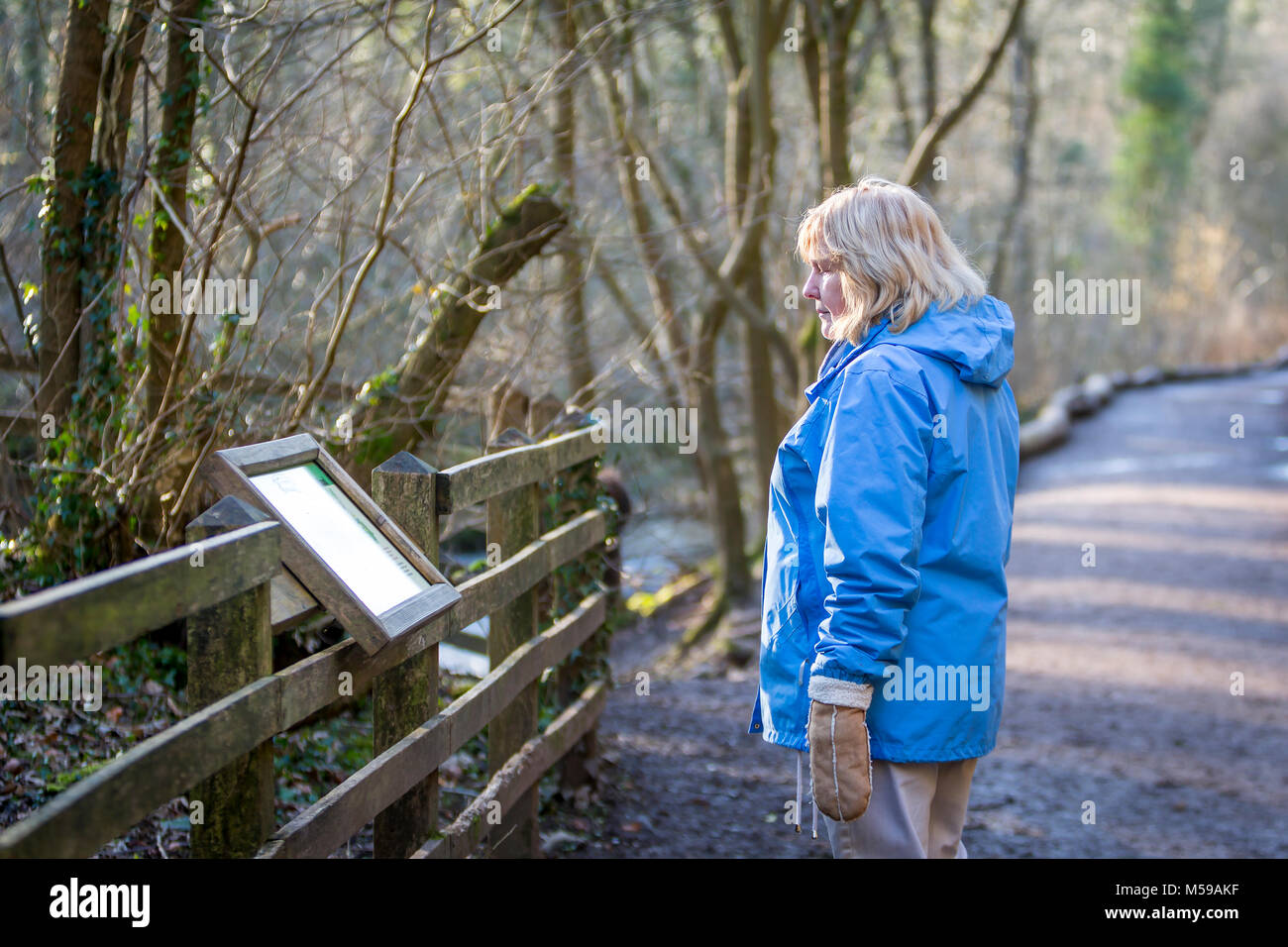 Reife lady Lesen der Informationen noticeboard entlang der Wanderwege auf Kriegsfuß Country Park in Denbighshire, North Wales Stockfoto