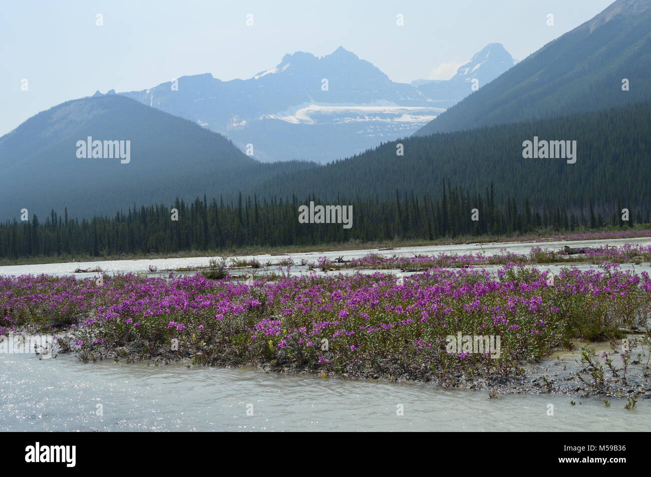 Rosa Lupin-Flowers im Hochgebirge, Jasper NP, Kanada Stockfoto