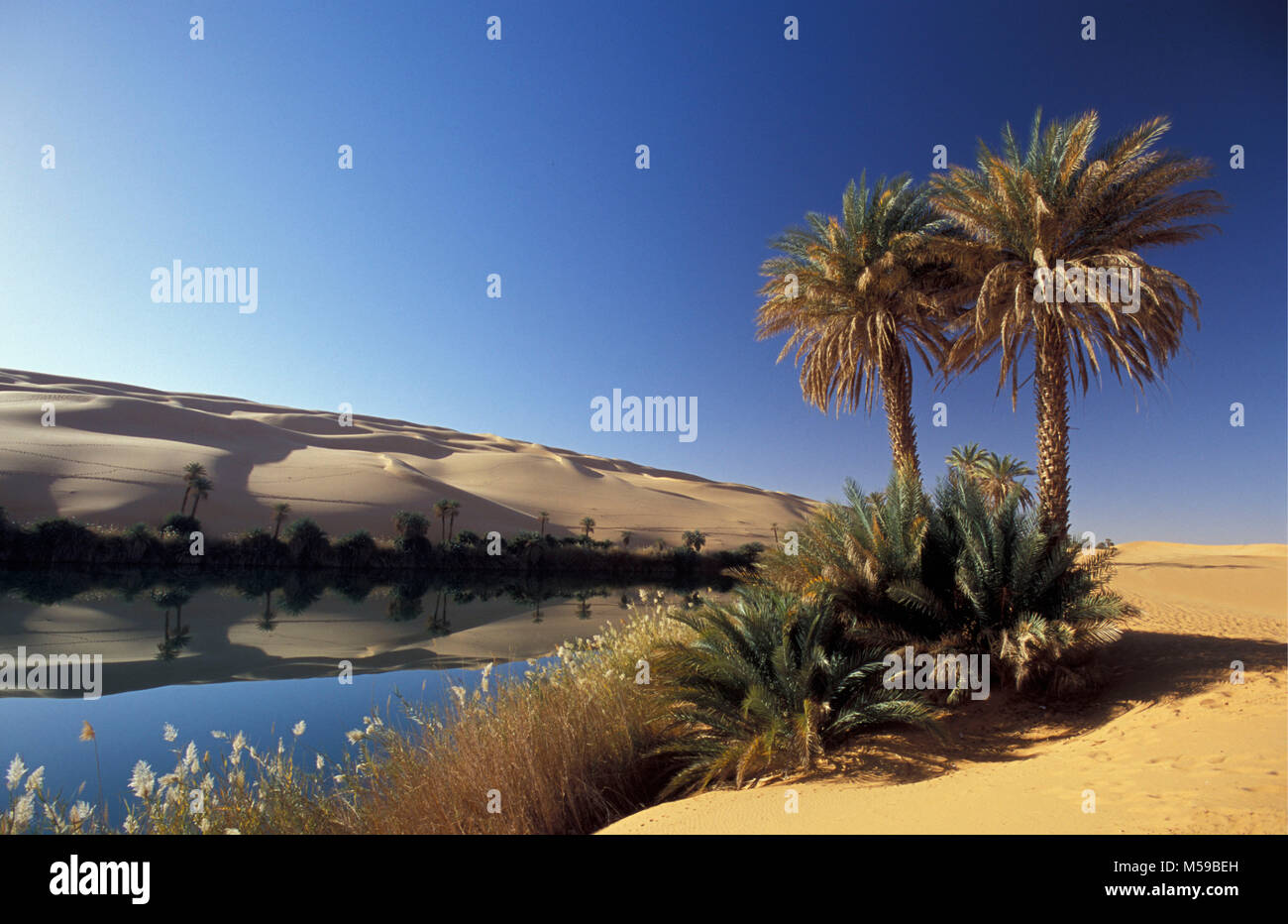 Libyen. Ubari. Sahara. Ubari Sandsea. Um El Ma Salt Lake. Oasis. Palmen. Wasser. Stockfoto Libyen. Ubari. Sahara. Ubari Sandsea. Um El Ma Salt Lake. Oasis. Palmen. Wasser. Stockfoto