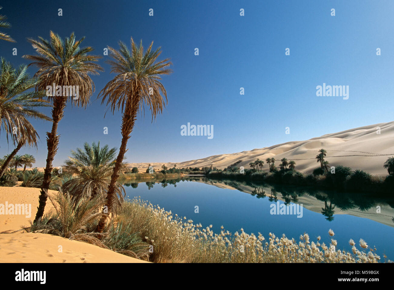 Libyen. Ubari. Sahara. Ubari Sandsea. Um El Ma Salt Lake. Oasis. Palmen. Wasser. Stockfoto Libyen. Ubari. Sahara. Ubari Sandsea. Um El Ma Salt Lake. Oasis. Palmen. Wasser. Stockfoto