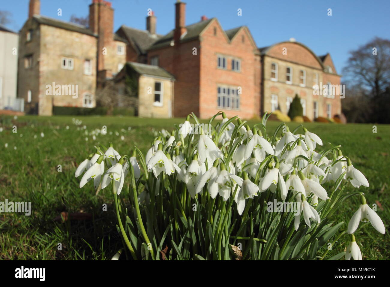 Schneeglöckchen (Galanthus nivalis) auf dem Rasen an Hopton Hall, Derbyshire während der jährlichen Open Garden Veranstaltung im Februar. Großbritannien Stockfoto