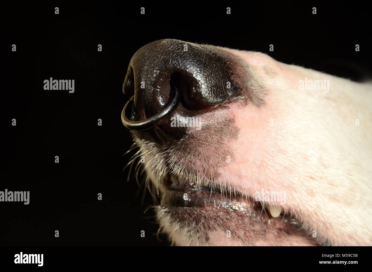 Eine Straße Hund Nase mit einem Metall nosering. Stockfoto