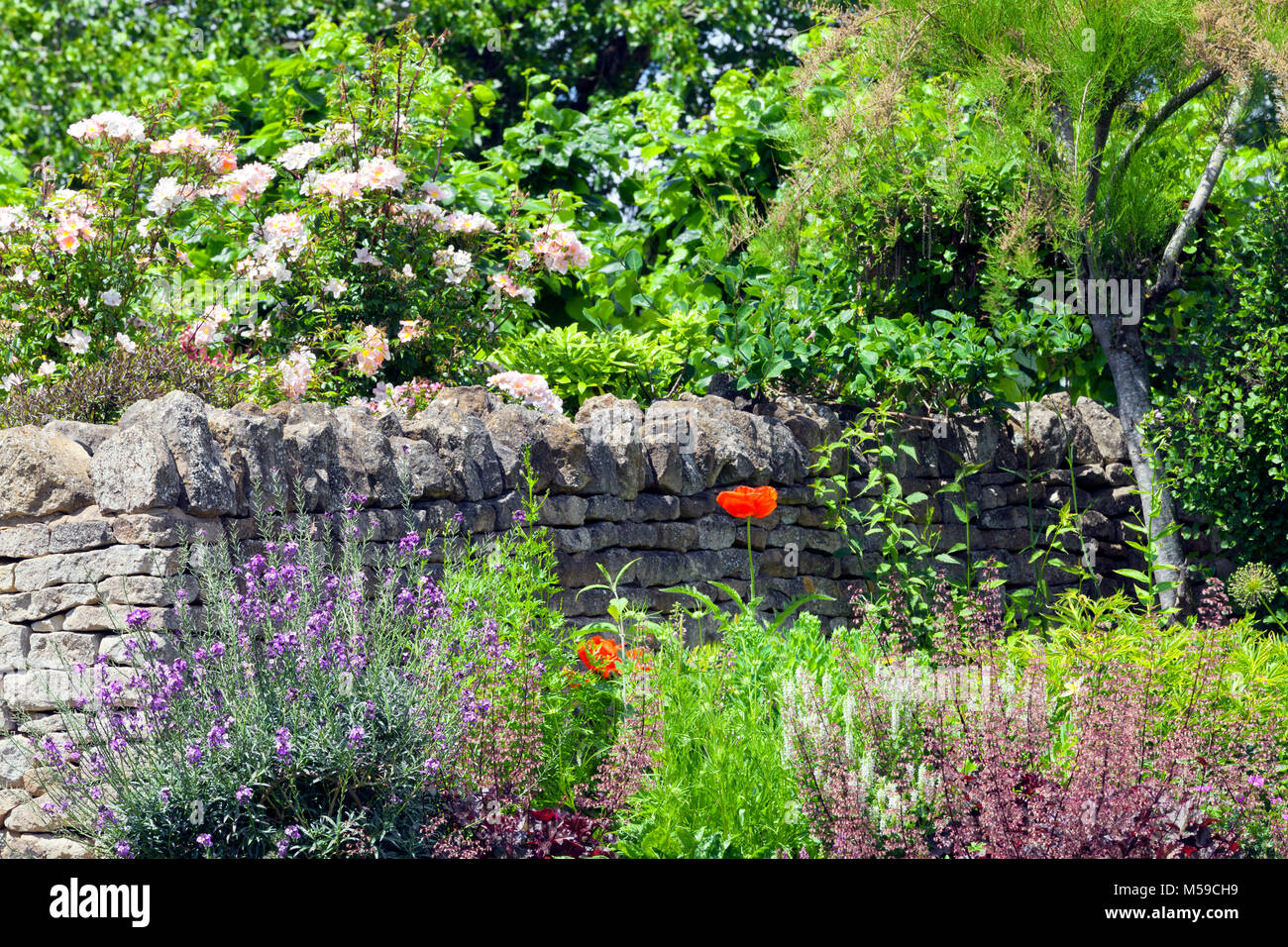 Rosen, bunte Blumen in voller Blüte, Sträucher und Bäume wachsen von alten Stone Fence in ländlichen englischen Landschaft Cotswolds, UK, auf einem Sommer sonnigen Tag. Stockfoto