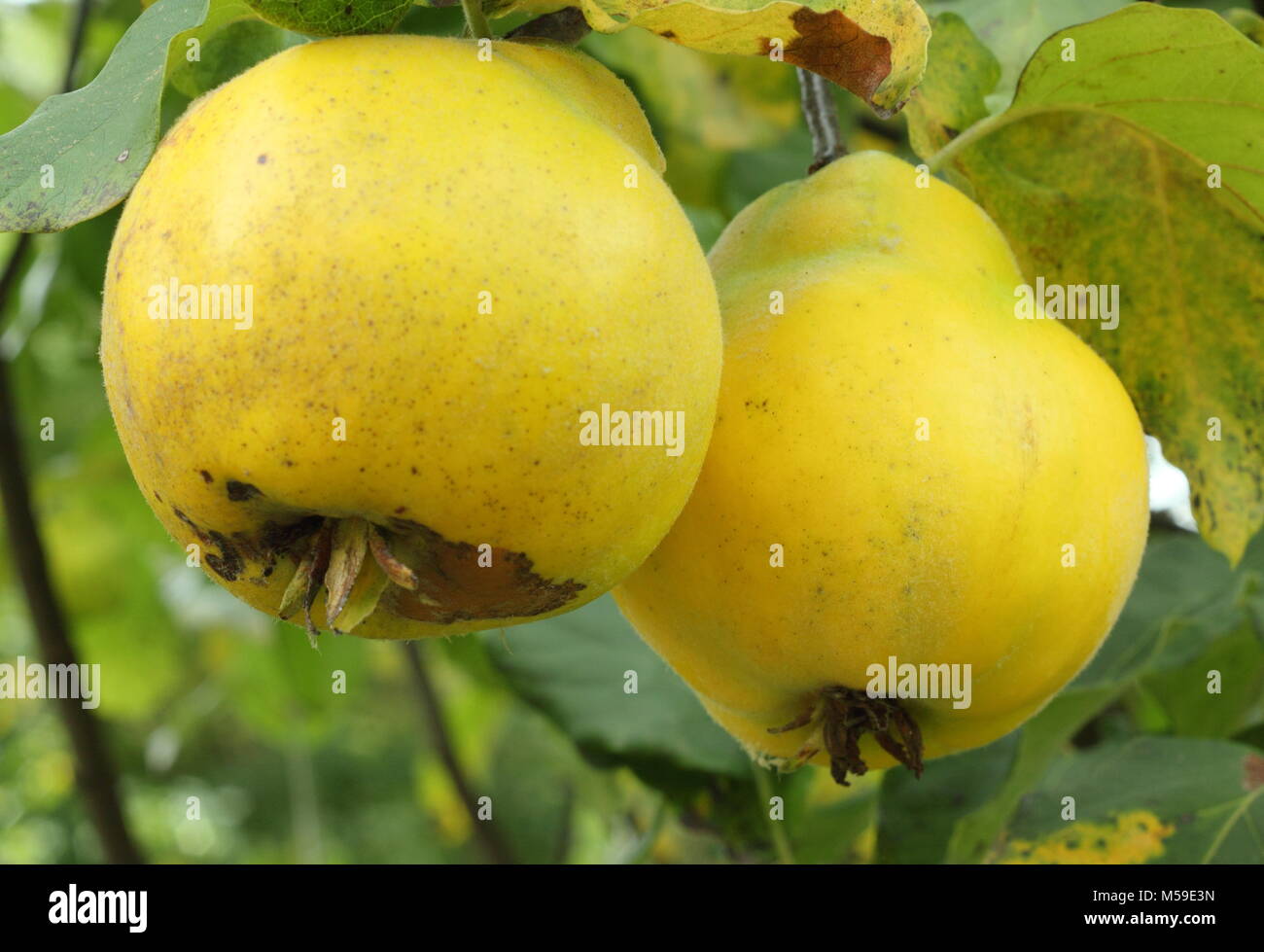 Cydonia Oblonga Hyner Quitte Duftenden Fruchte Der Quitte Vranja Reif Auf Dem Zweig Grossbritannien Stockfotografie Alamy