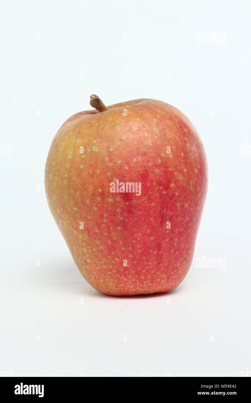 Malus Domestica. Ribston Pippin apple Vielzahl, weißer Hintergrund, Großbritannien Stockfoto