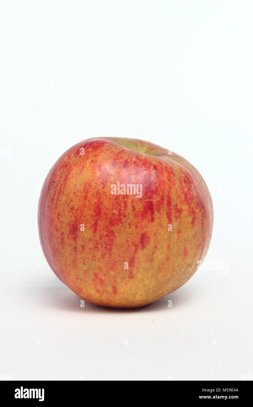 Malus Domestica "Lehm", ein erbstück Englisch Apfelsorte, weißer Hintergrund, Großbritannien Stockfoto