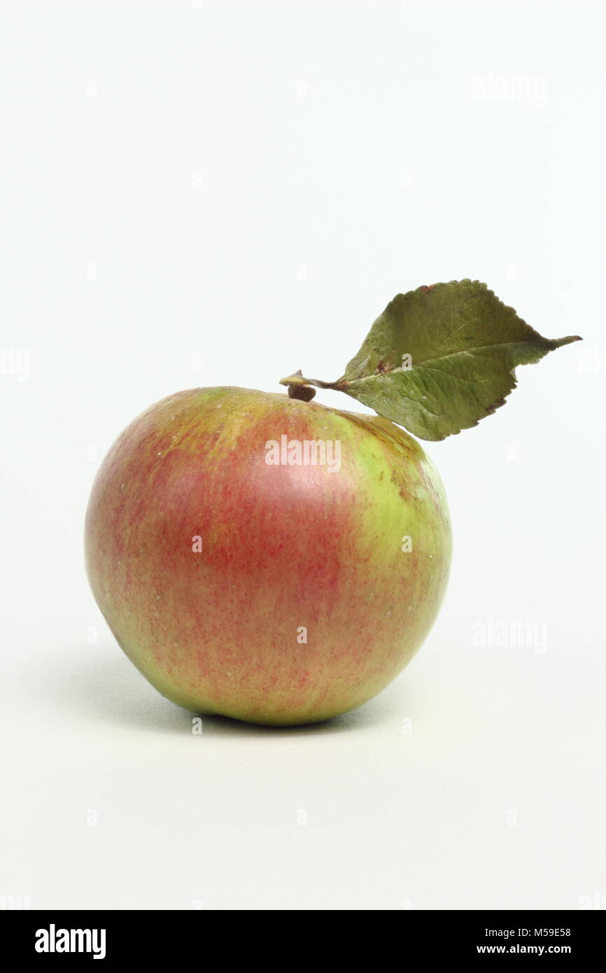 Malus Domestica" Bramleys Sämling", ein englischer Apfelsorte, weißer Hintergrund, Großbritannien Stockfoto