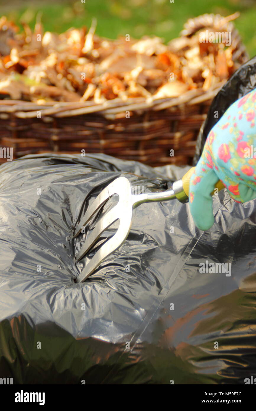 Die blattform Schritt für Schritt: 3. Mülltüten, mit Blätter im Herbst gefüllt, sind perforiert, um Inhalt zu atmen und Fäulnis in Blattform, Großbritannien Stockfoto