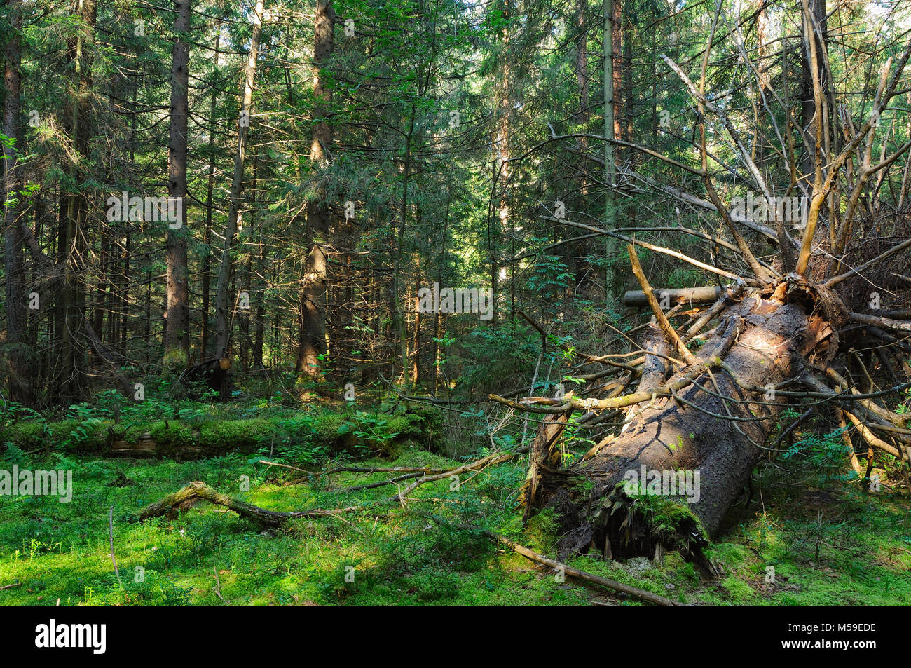 Riesige alte gefallenen Baumstamm in den tiefen Wäldern Stockfoto