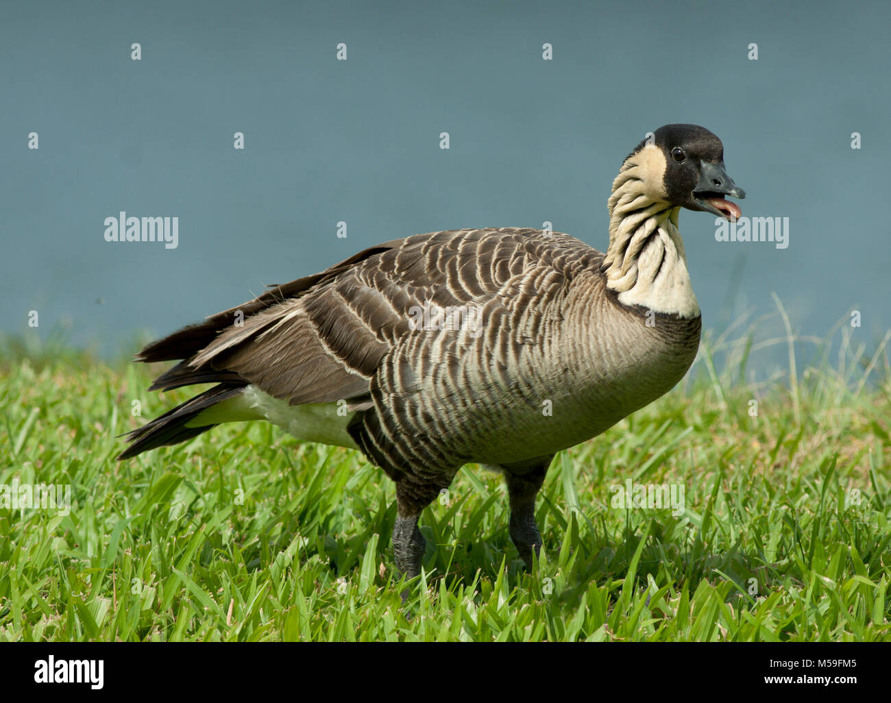 Gefährdete Hawaiian Goose oder Nene (Branta sandvicensis) Wild, Big Island, Hawaii Stockfoto