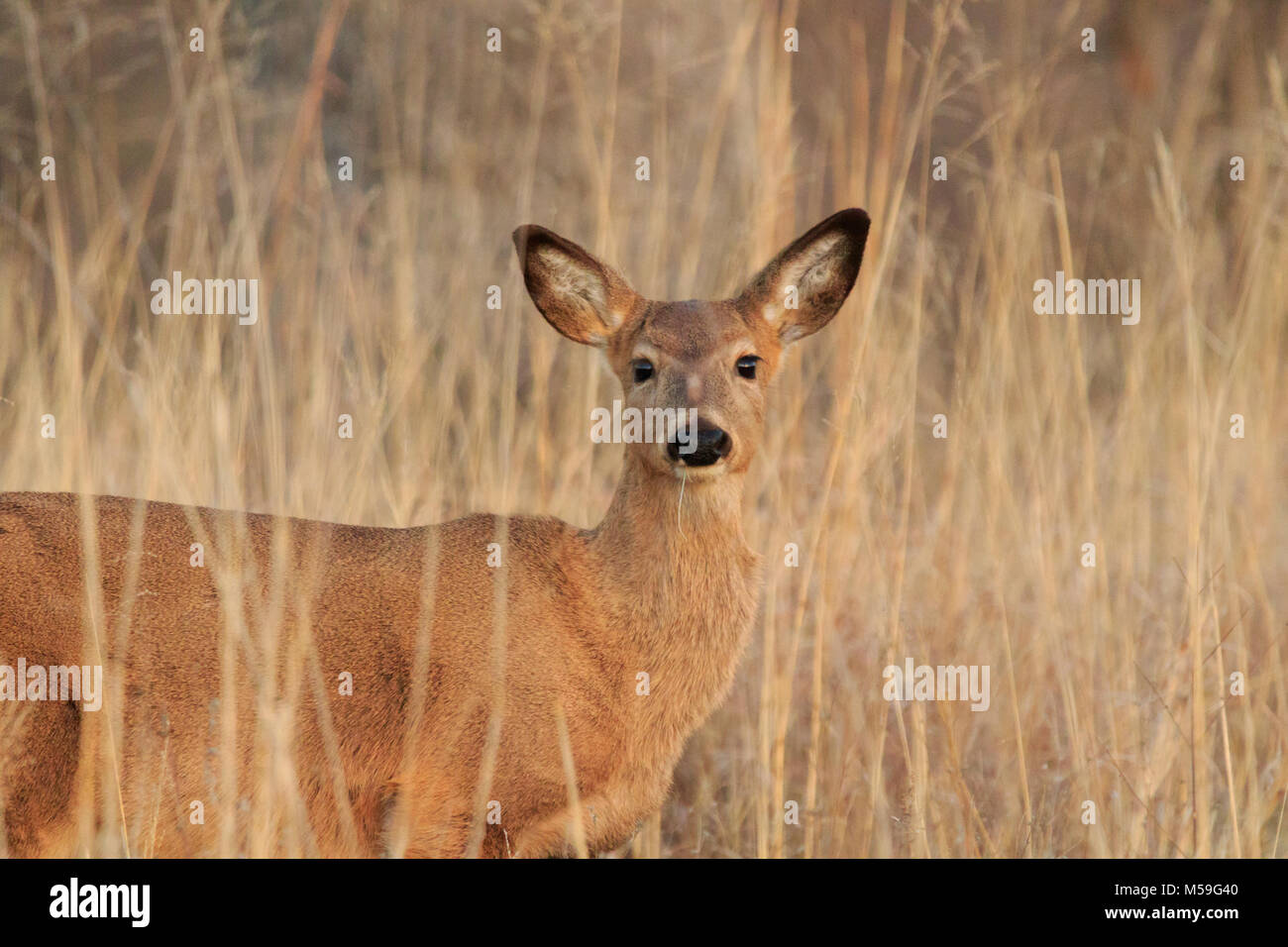 Eine Weibliche Weiße Schwanz Hirsch genießen die grasländer der Tallgrass Prairie Preserve in Pawhuska, Oklahoma 2018 entfernt Stockfoto