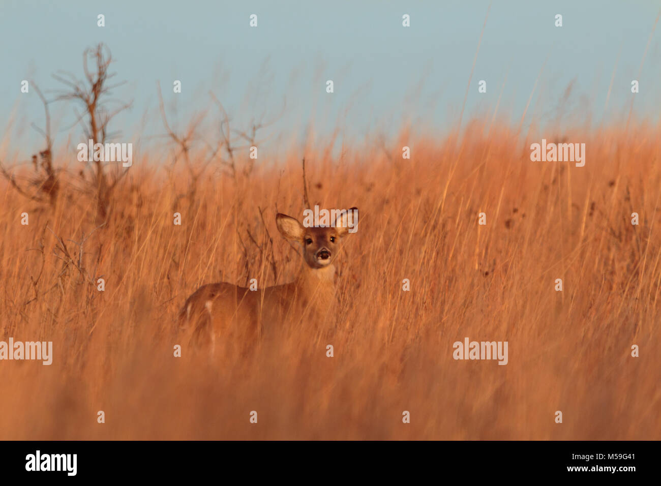 Eine Weibliche Weiße Schwanz Hirsch genießen die grasländer der Tallgrass Prairie Preserve in Pawhuska, Oklahoma 2018 entfernt Stockfoto