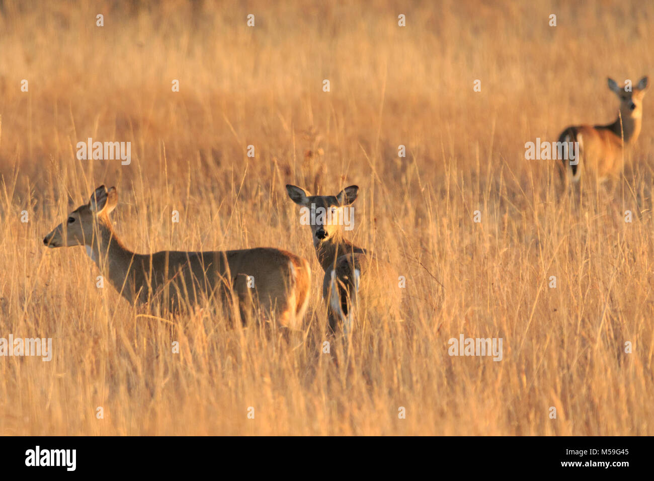 Eine weibliche Gruppe von weißen Schwanz Hirsch genießen die grasländer der Tallgrass Prairie Preserve in Pawhuska, Oklahoma 2018 entfernt Stockfoto