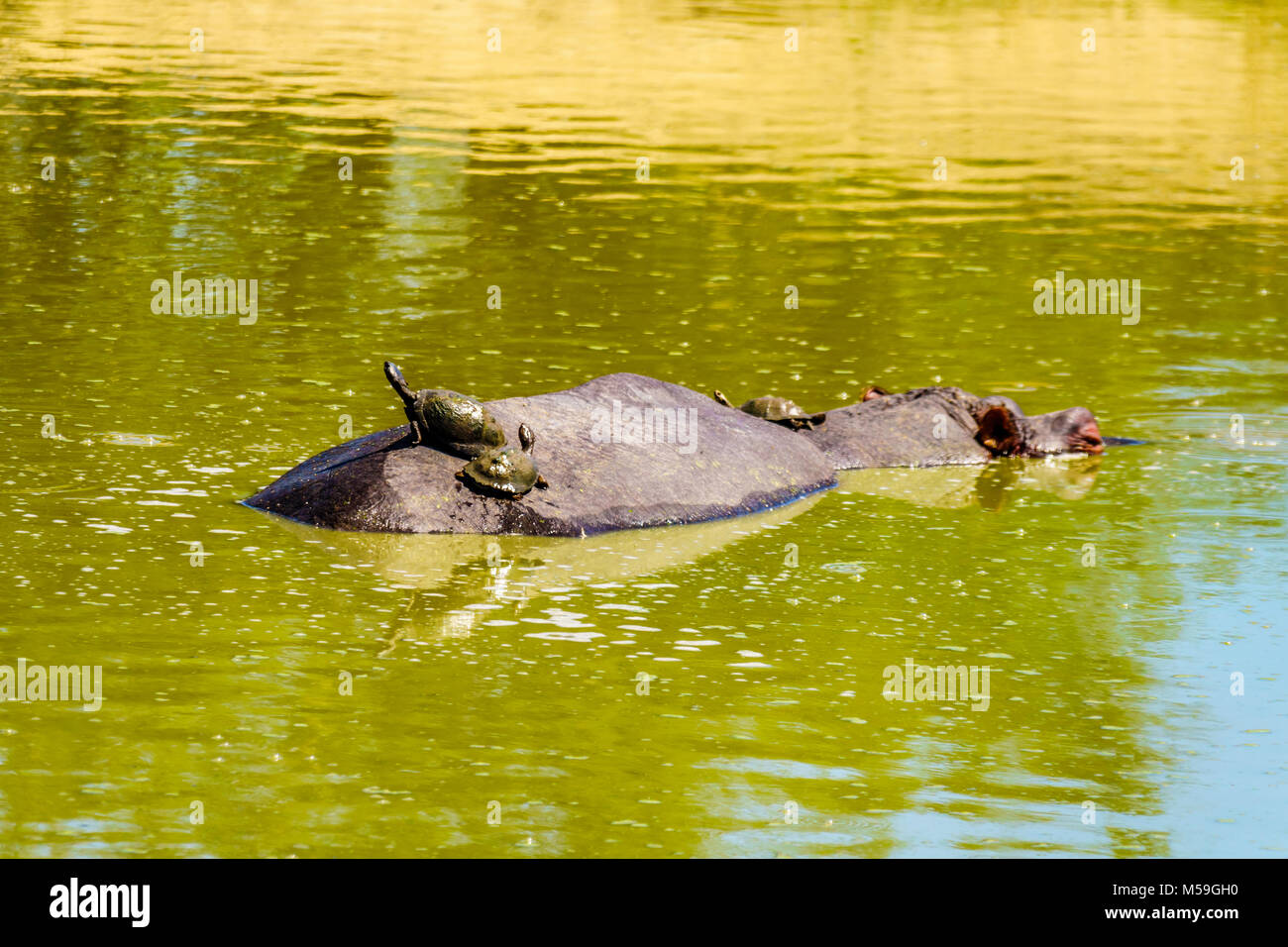 Hippo mit Wasser Schildkröte auf es zurück an Olifants Drinkgat Wasserloch in Kruger Nationalpark in Südafrika Stockfoto