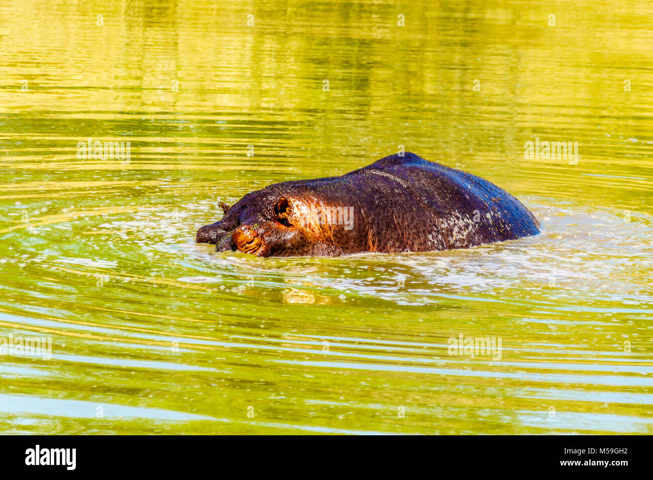 Hippopotamus Ausgangspunkt zum Tauchen in Olifants trinken Gat Wasserloch in Kruger Nationalpark in Südafrika Stockfoto