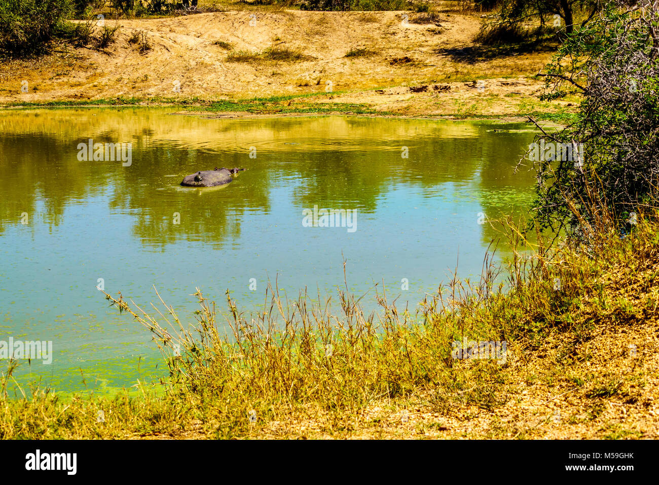 Hippo mit Wasser Schildkröte auf es zurück an Olifants Drinkgat Wasserloch in Kruger Nationalpark in Südafrika Stockfoto