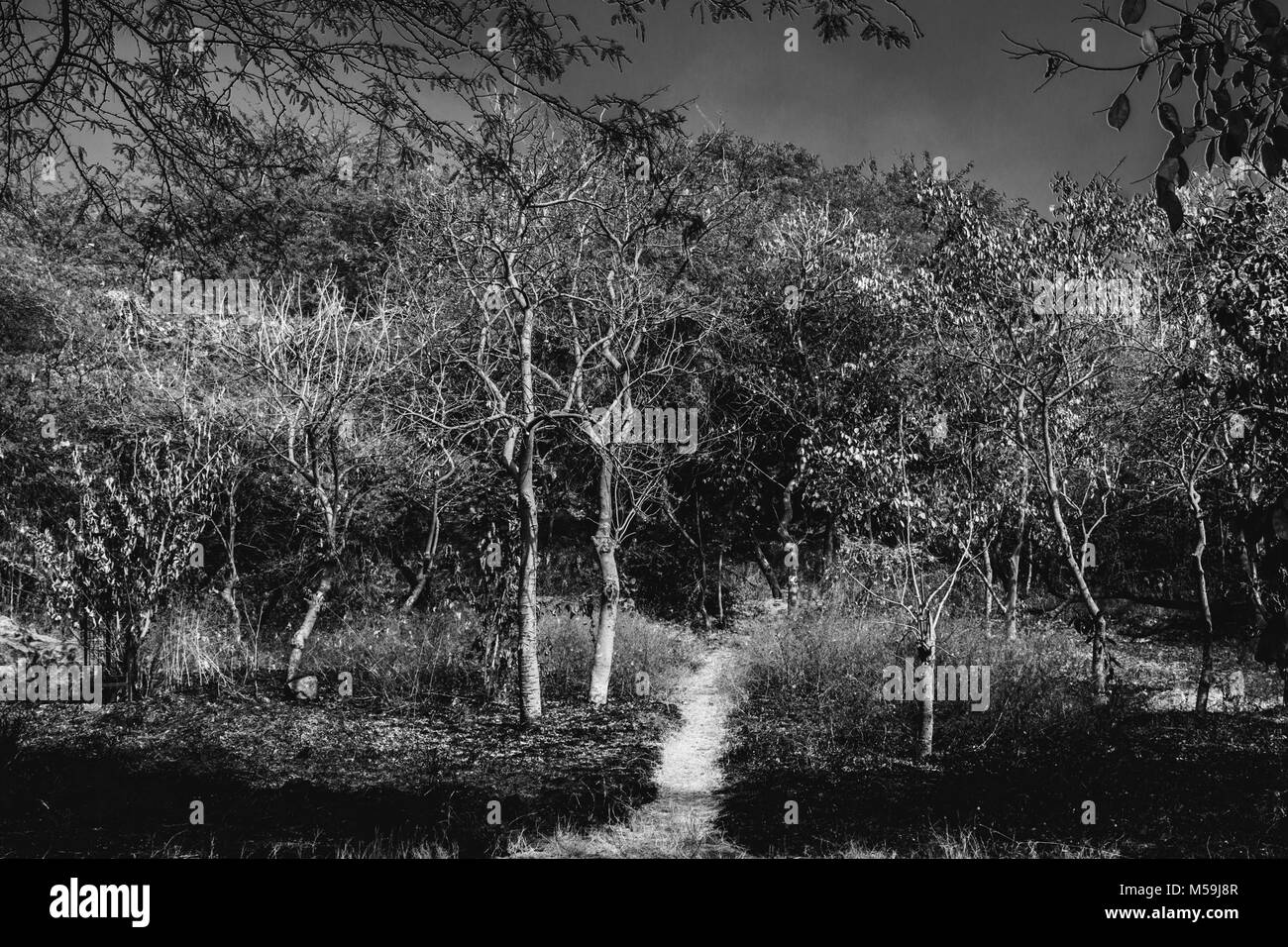 Parks, Wald, Pflanzen und grünen Bereich wunderbare Landschaft in Indien Stockfoto