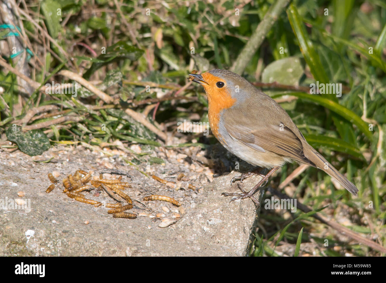 Robin essen eine mealworm stehend auf einem Felsen am Boden Stockfoto