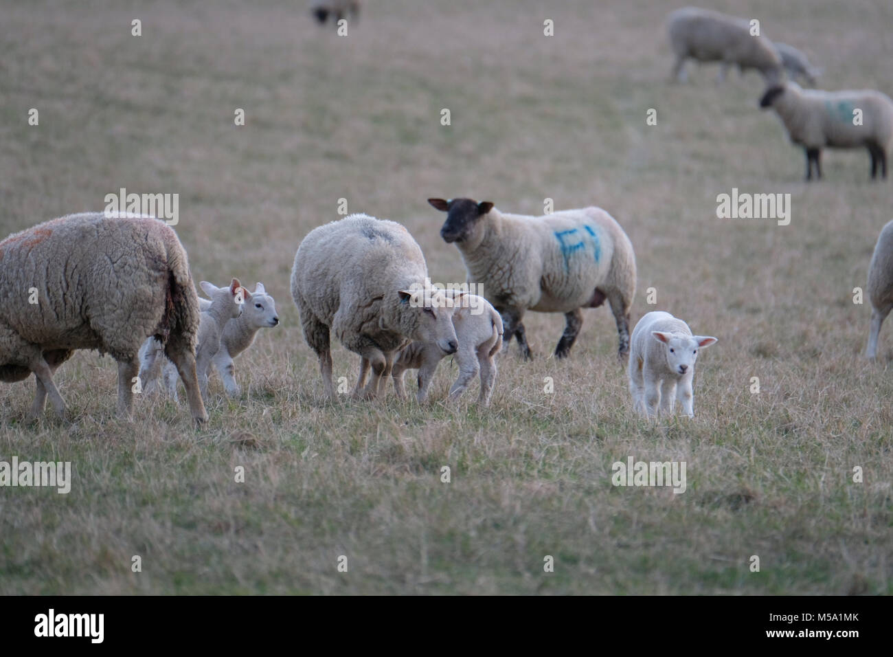 Texel mutterschaf mit neugeborenem lamm Fotos und Bildmaterial in